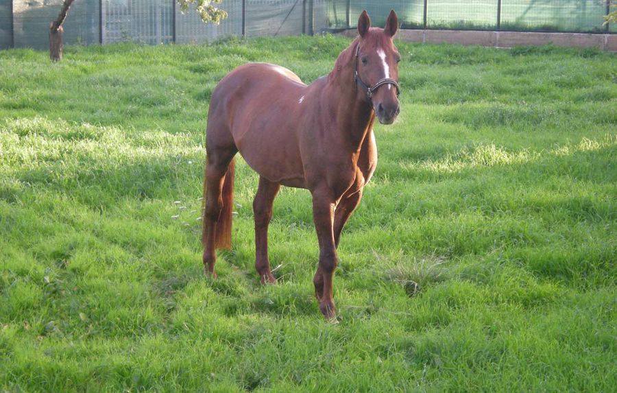  La fattoria di Villa Alda a Pietra Ligure - Vacanze per bambini in Liguria