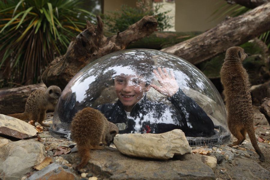 Suricati allo zoo di Pistoia