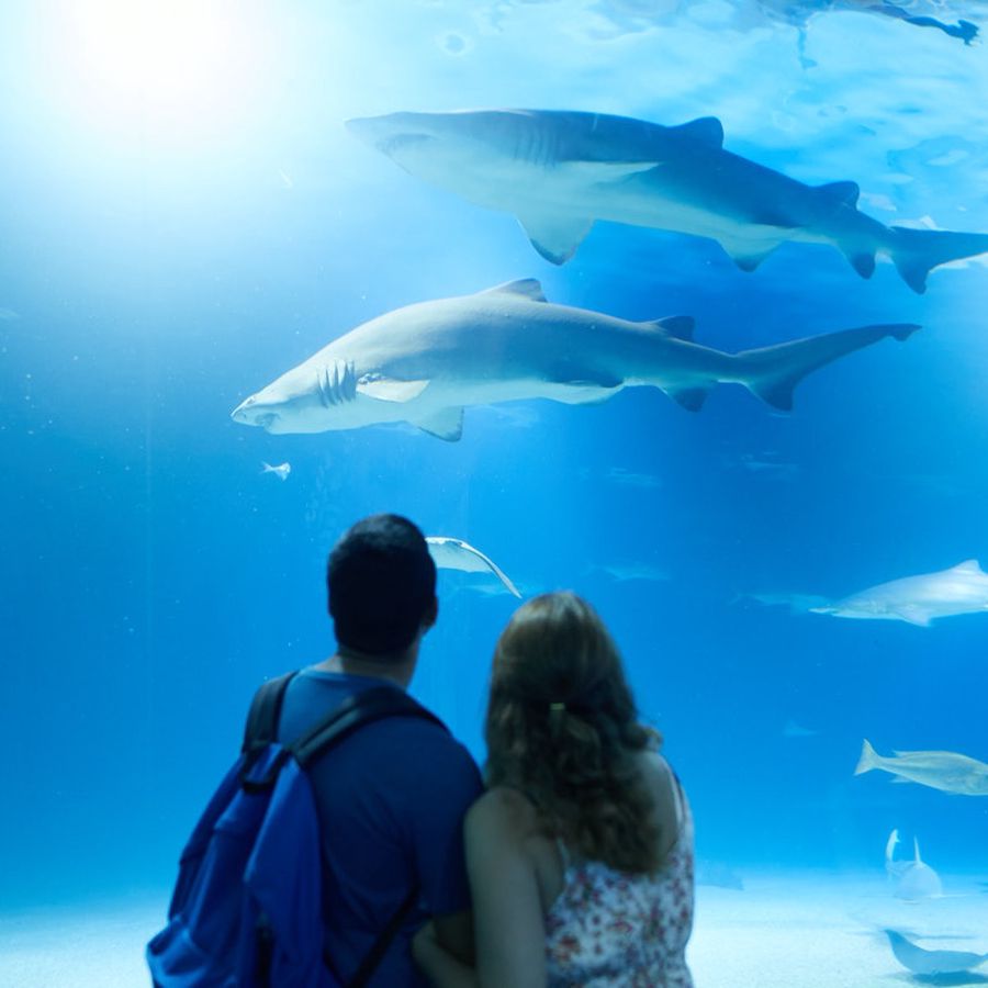 Acquario di Valencia