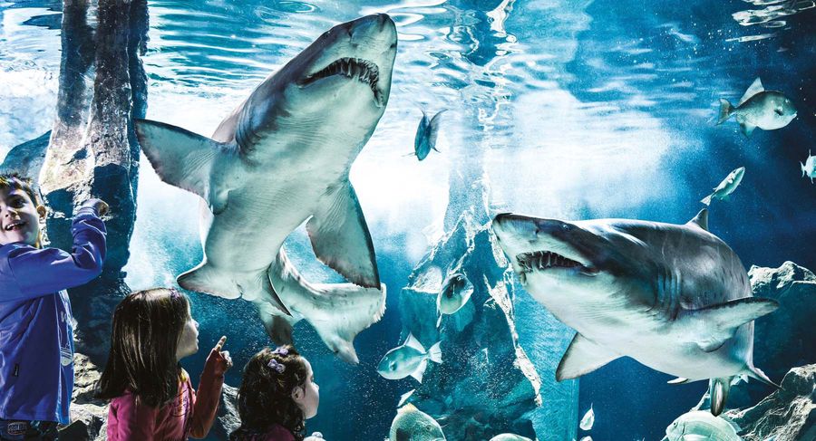Acquario di Cattolica - Visitare Riccione e dintorni con i bambini
