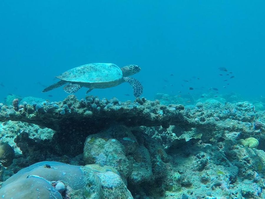 Escursioni alla scoperta degli animali con i bambini alle Maldive