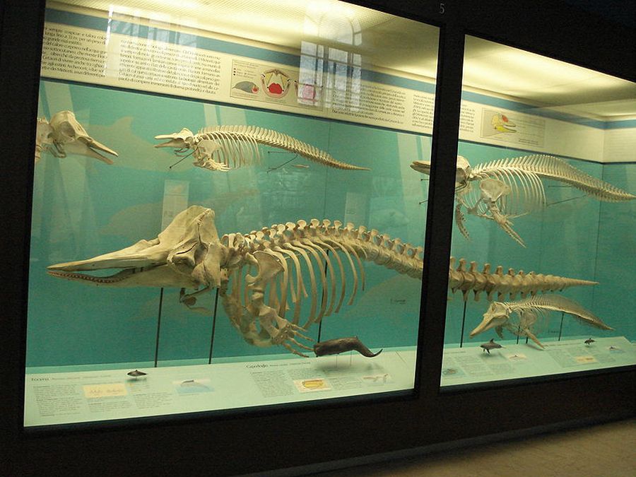 Museo Storia Naturale - Milano con i bambini