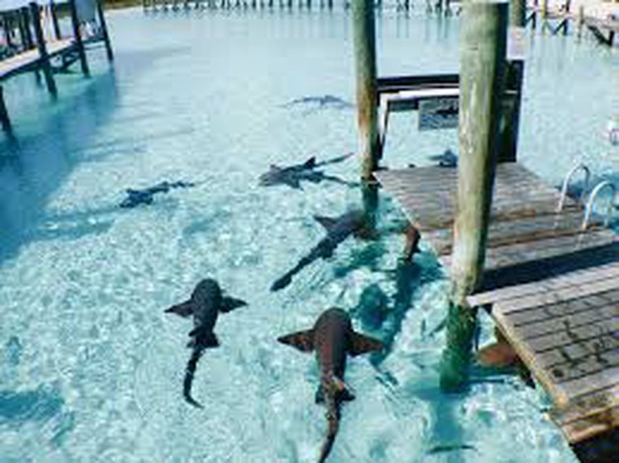 Il bagno con gli squali Viaggio alle Bahamas
