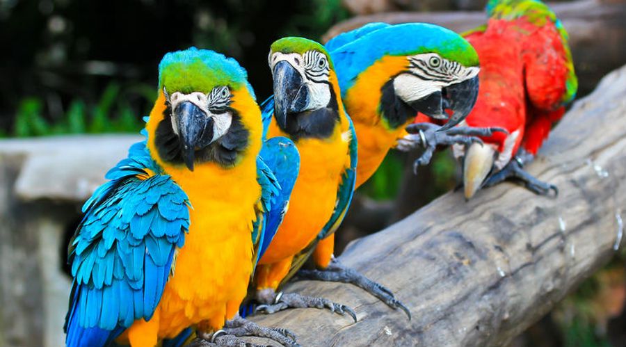 Ardastra Gardens & Zoo alle Bahamas 