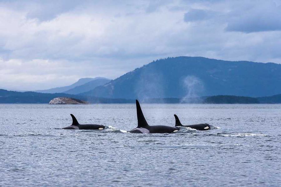 Tour avvistamento cetacei, Vancouver