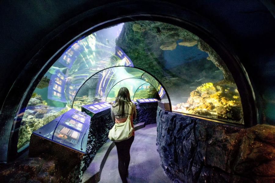 Sea Life Acquario