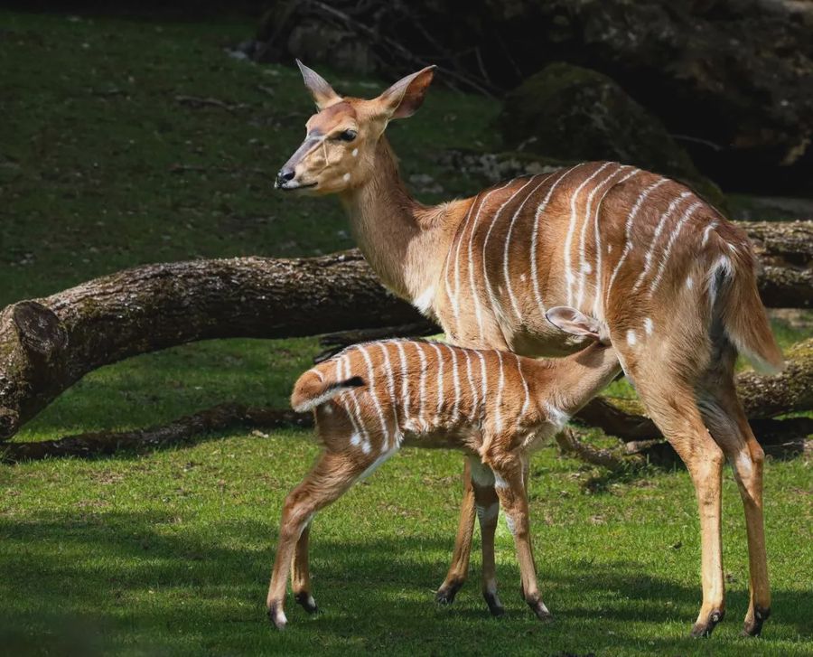 zoo di Monaco
