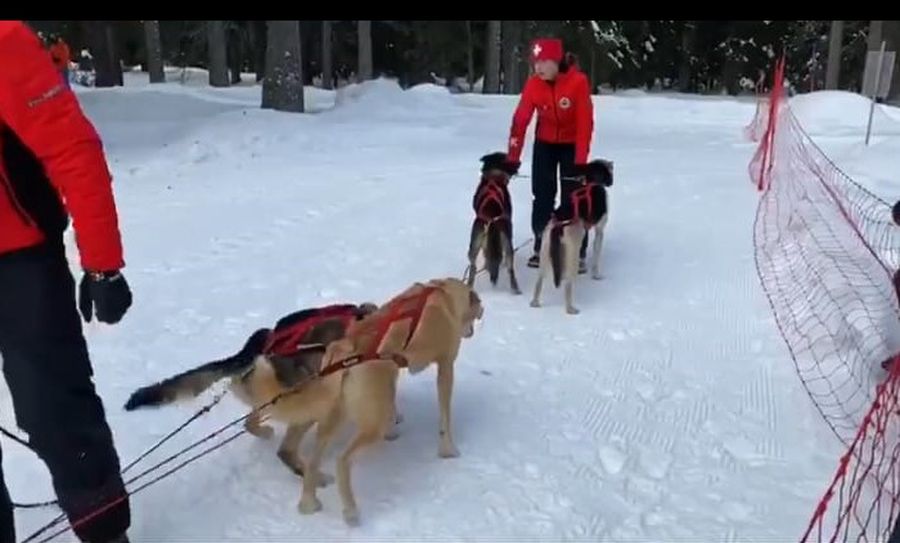 I cani da slitta a Courmayeur