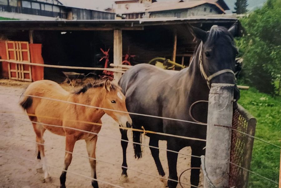 Fare passeggiate a cavallo a Morgex
