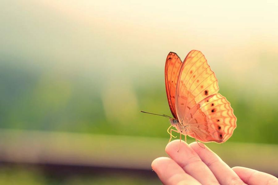 La casa delle farfalle di Cervia