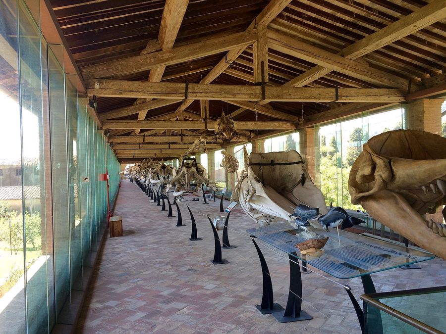 Museo Certosa di calci