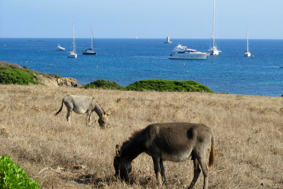 isola asinara