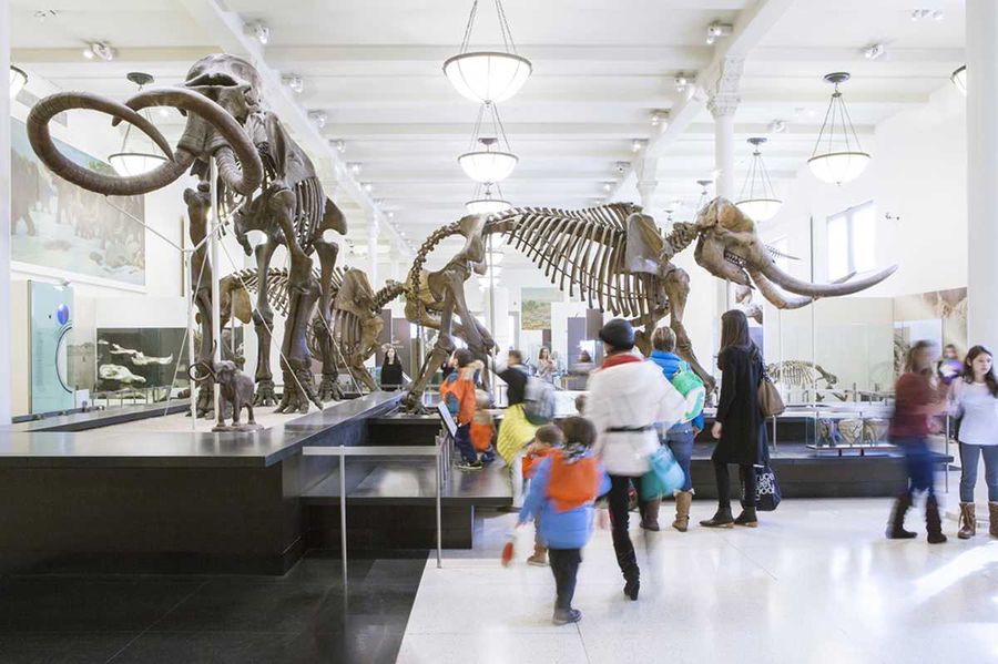 il Museo di storia Naturale di New York