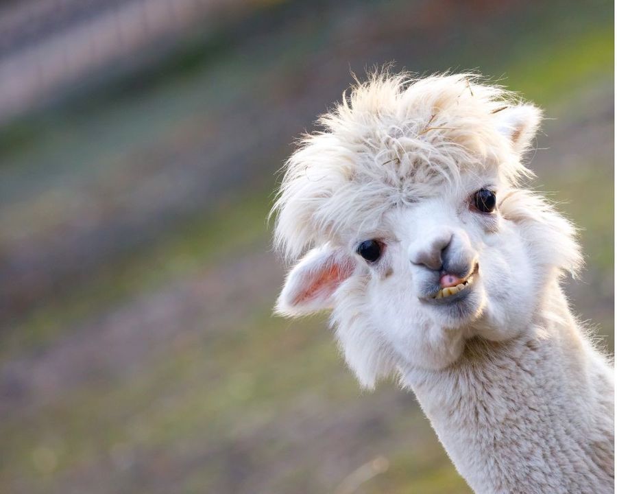 Alpaca