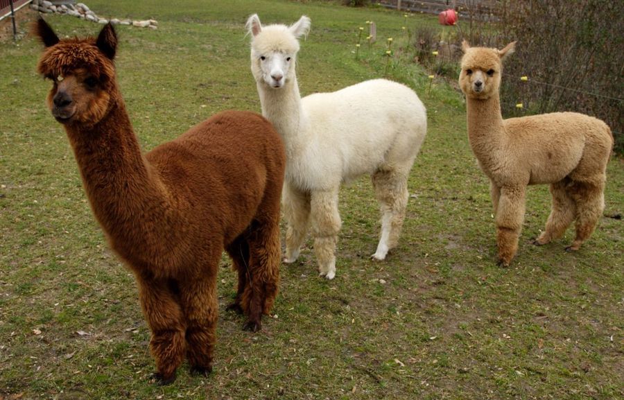 trekking con alpaca e bambini