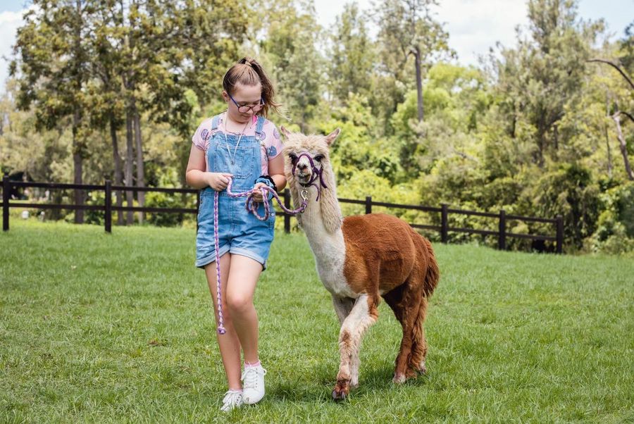 gita con alpaca e bambini