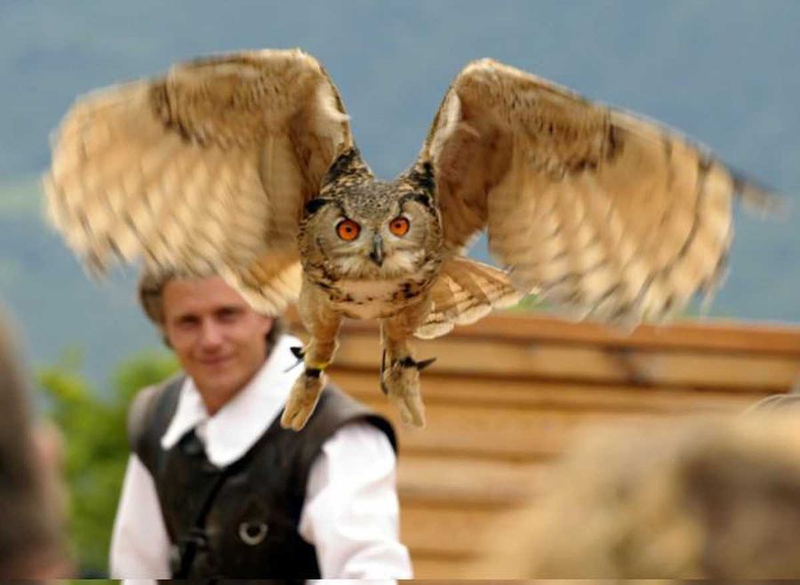  Falconeria Locarno, spettacolo