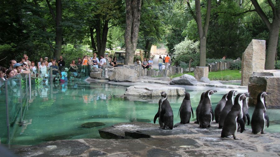Gli animali dello zoo di Praga