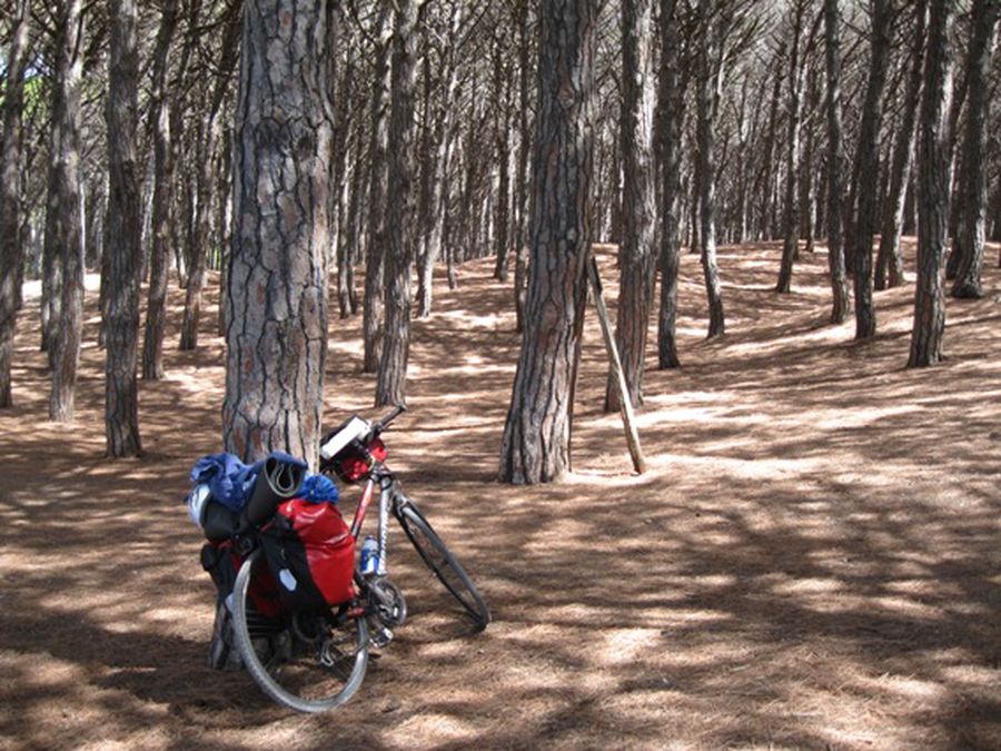 Pista ciclabile in pineta toscana