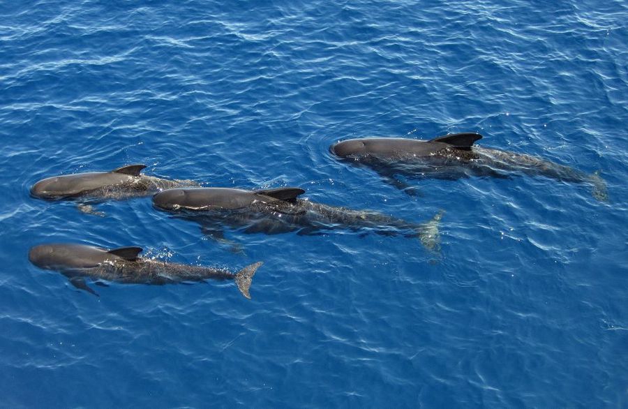 Santuario cetacei liguria