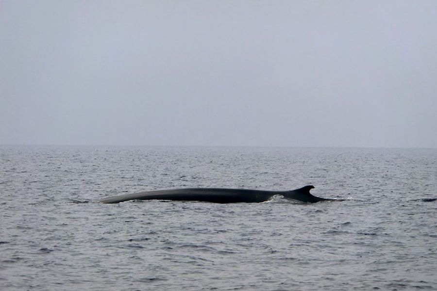 Avvistamenti di cetacei in mare