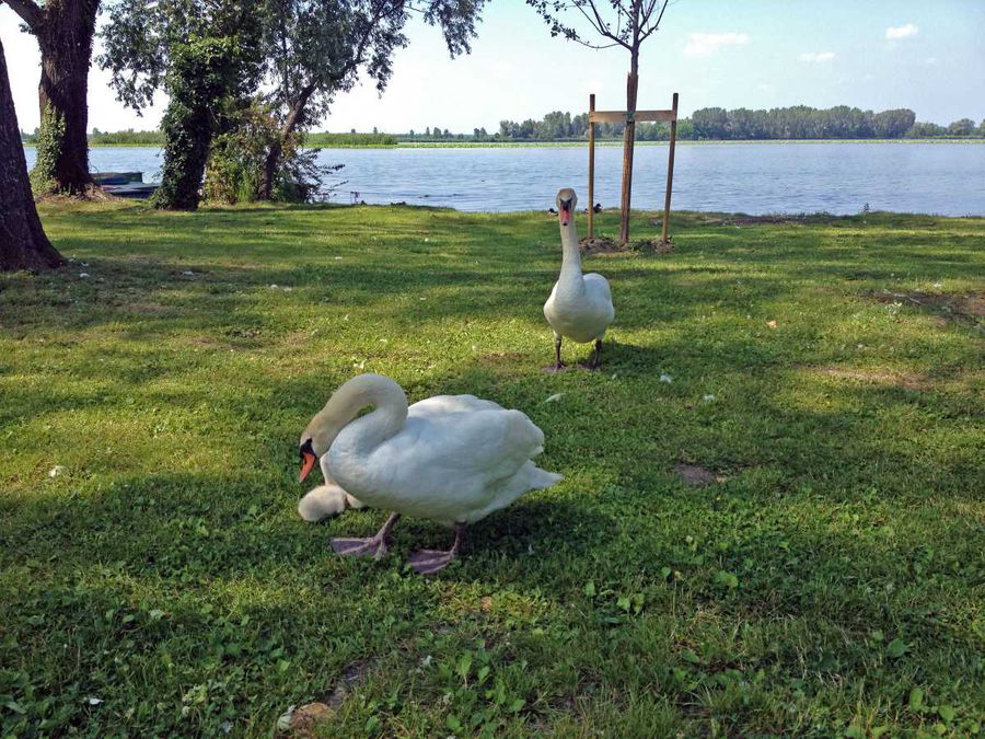  lungolago di Mantova con i bambini