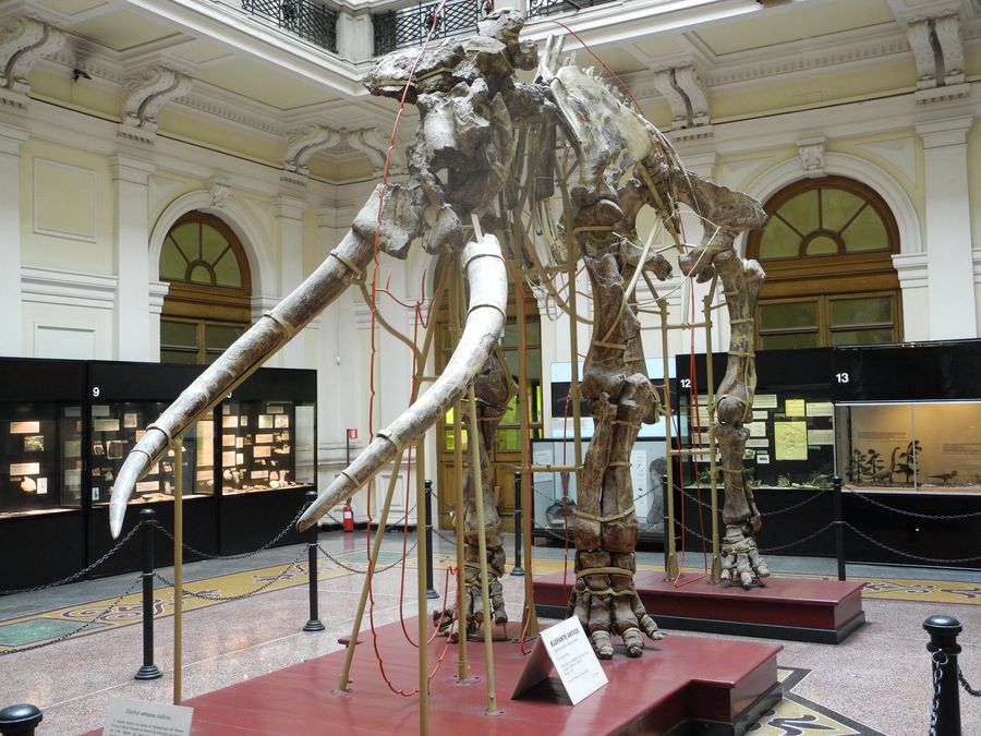 Museo di Storia Naturale - Genova con i bambini
