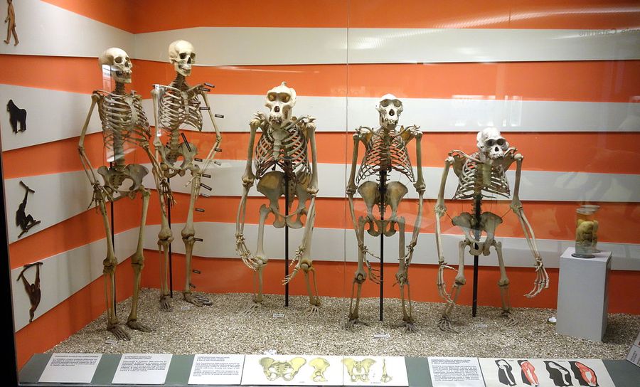 Museo Storia Naturale - Genova per bambini e adulti