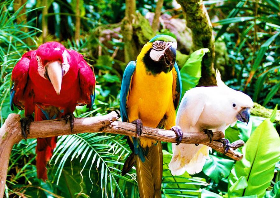 Oasis park a Fuerteventura