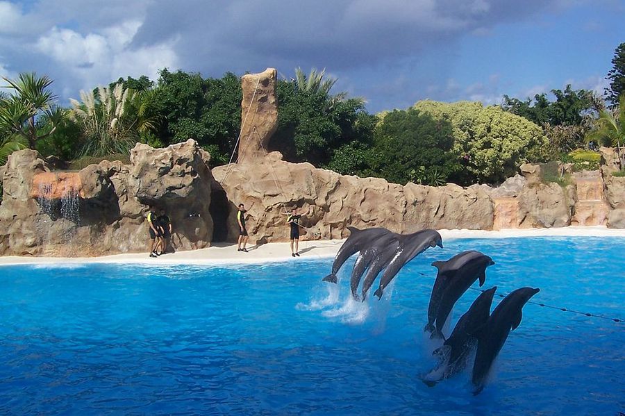 delfini al Loro Parque a Tenerife