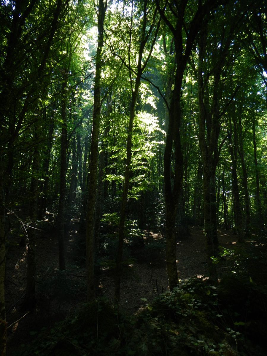 La Foresta Umbra nel Gargano