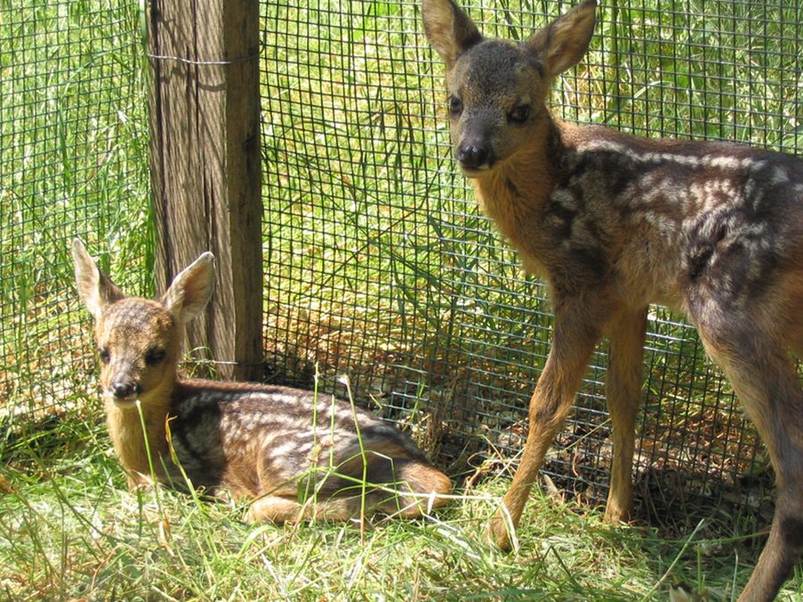 Cerbiatti della riserva di Venzago 
